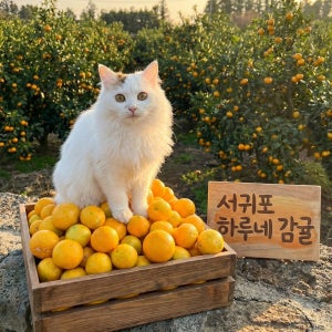 [이벤트] 제주 노지 감귤 5kg/10kg 서귀포 토평동 중대과 혼합과