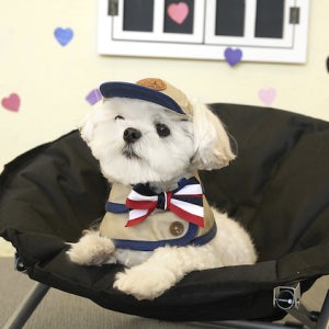 반려동물 트렌치 케이프 볼캡 세트 강아지 고양이 외출복 봄가을 옷