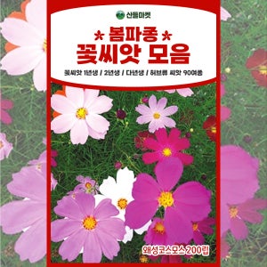 꽃씨앗 허브씨 봄파종 종자 왜성코스모스 씨앗 200립 꽃씨몰 야생화 다년생 꽃씨