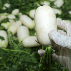 알타리절임 국내산 김장 깍두기 총각김치 절인 알타리무 3.5kg, 1개