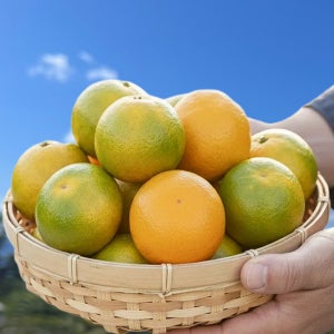 산지직송 고당도 제주감귤 로얄과 제철 과일 제주 노지 감귤 3kg 5kg 10kg