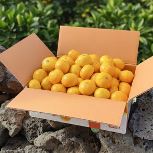 제주 산지직송 조생 귤 노지 타이벡 감귤 로얄과 3kg 5kg 10kg