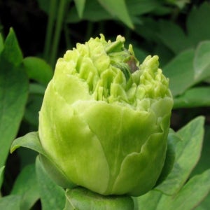 수입 목단 모란 노랑 초록 녹무은옥 털이묘 정원꾸미기 JB