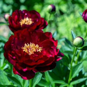 수입 붉은계열 분홍색 목단 모란 검은표범 털이묘 정원꾸미기 JB