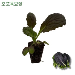 적겨자 모종 2개