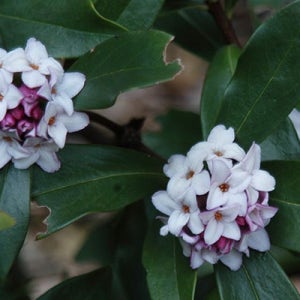 천리향 21호 화분 개화주 향기가 좋은 서향나무 만리향