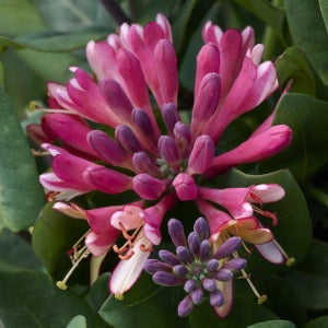 인동 골드플레임 수고 40cm 포트묘 관상수 조경수 묘목