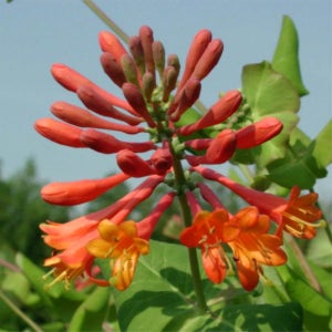 인동 드롭모어스칼렛 수고 40cm 포트묘 관상수 조경수 묘목