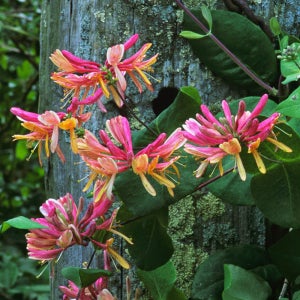 인동 벨지카 수고 40cm 포트묘 관상수 조경수 묘목