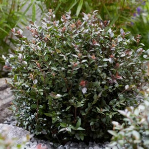 인동 퍼플스톰 수고 40cm 포트묘 관상수 조경수 묘목