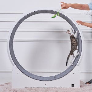 다온 자작나무 ABS 고양이 다이어트 카페트발판 캣휠 화이트