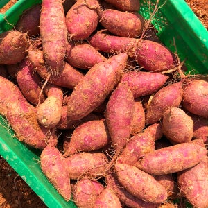 해남 꿀 밤고구마 대, 10kg, 1개