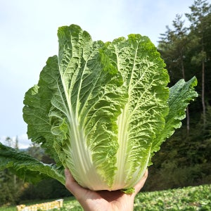 강원도절임배추 고랭지 절인배추20kg 알타리무