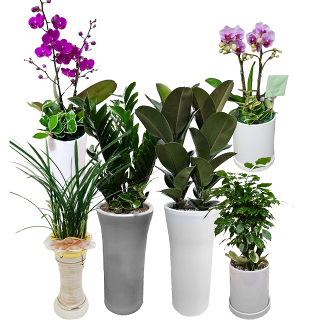 군산 나운동 개업 축하 화분배달 서양란 승진화분 식당