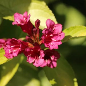 황금 병꽃나무 삽목 2년 포트묘 관상수 조경수 묘목