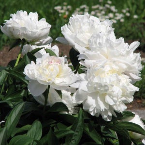 가든조아 네덜란드 오리지널 작약 아말리아 올센 베어루트