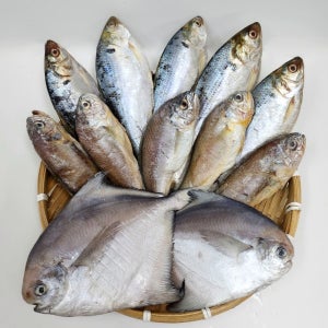 수산잇츠 국내산 생선3종 세트 (전어5미, 병어2미, 조기5미)