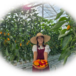 농가직송 미니파프리카 피망 빨강 노랑 주황 250g 2개,4개,6개,10개