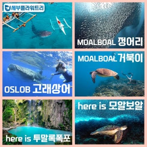 오슬롭 모알보알 (오모팩) 오슬롭고래상어 모알보알거북이 모알보알정어리 고래상어패스트트랙 포함