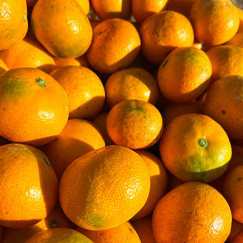 제주 감귤 노지 귤 밀감 타이벡 비가림 황금향 홍매향 농장직송