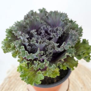 꽃 양배추 나은모종 프릴 잎모란 임모란 화분 야생화 월동가능 겨울화단 가꾸기 겨울 꽃 배추