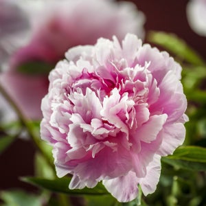 수입 붉은계열 분홍색 목단 모란 설영도화 포트묘 정원꾸미기 시리즈