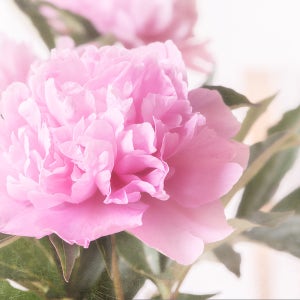 수입 분홍색 목단 모란 도홍비취 포트묘 정원꾸미기