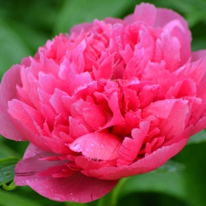 수입 분홍색 목단 모란 니홍환채 포트묘 정원꾸미기