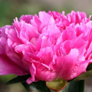 수입 분홍색 목단 모란 노하홍 포트묘 정원꾸미기