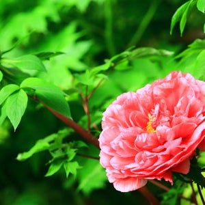 수입 붉은계열 분홍색 목단 모란 화왕 포트묘 정원꾸미기