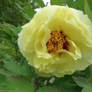 수입 목단 모란 노랑 초록 황관 포트묘 정원꾸미기 시리즈