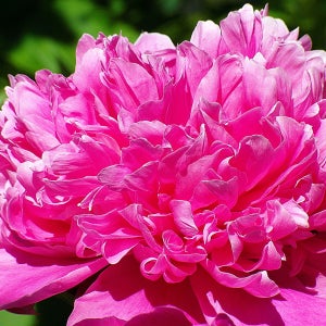 수입 목단 모란 붉은색 수안홍 포트묘 정원꾸미기 시리즈