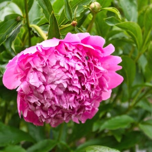 수입 붉은계열 분홍색 목단 모란 우룡봉성 포트묘 정원꾸미기