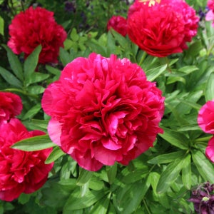 수입 붉은계열 분홍색 목단 모란 우금요휘 포트묘 정원꾸미기