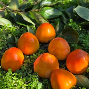 대봉감 홍시감 5kg 10kg 15kg 대봉 대봉시 곶감용감 대봉시