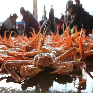 청정 동해 구룡포 고급형 자숙홍게 (수율80%) 3000g, 1개