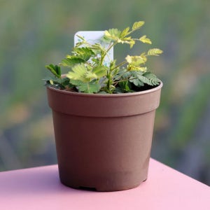 움직이는 식물 미모사 키우기 식물키우기 씨앗키트 자연학습 틔움세상