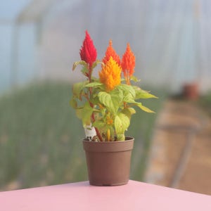 꽃집사 맨드라미 키우기 식물키우기 꽃씨앗 씨앗키트 자연학습 틔움세상