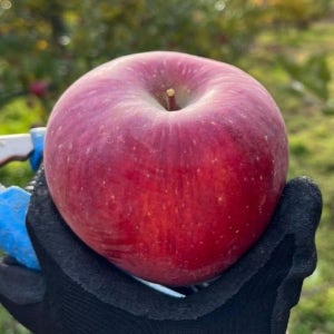 양구사과 펀치볼 감홍 시나노골드 유명한곳 경북 청송 문경 거창 못난이 사과 5kg 10kg