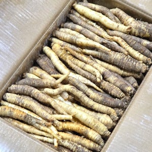 수입 중국산 더덕 중사이즈 10kg