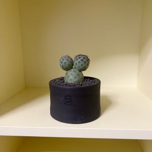 습지야 동글동글 귀여운 희귀 선인장 미니화분 납작원통토분M