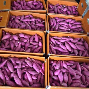 25년 황토 햇 꿀 고구마 베니하루카 한입 호박밤고구마 익산 탑마루 10kg, 1개