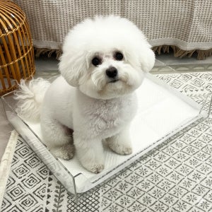 애견 아크릴 배변판 배변매트 대형견 강아지 모서리 소변 방지 소형