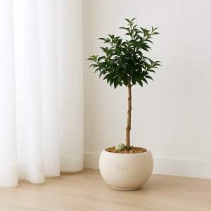 피어리스 관엽식물 대형 반려식물 기르기 플랜트메이트