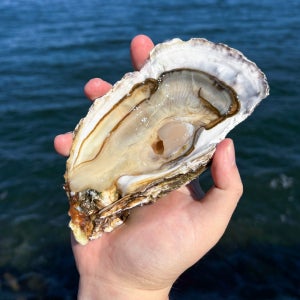 올바담 통영 제철 삼배체 생굴 1kg 석화 바위굴 벚굴 바윗굴 벗굴