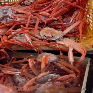 울진 자숙 홍게 홍게살 다리 육수용