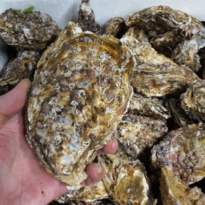 통영 각굴 석화 싱싱한 제철 굴구이 굴찜 5kg, 1개
