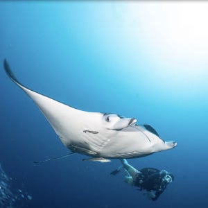 인도네시아 발리 PADI 스킨 스쿠버 보트 체험 펀 다이빙 3회 전문 리조트