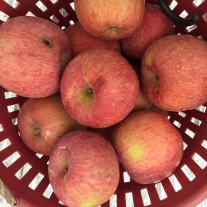 [경북부사]청정예천 흠집은 있지만 맛좋은 농가직송 실속형 경북사과 2,3kg