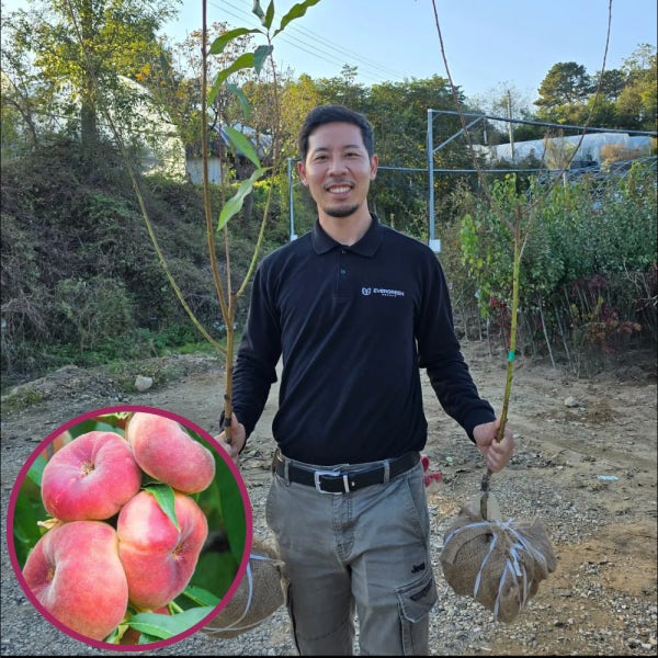 납작복숭아묘목 거반도 결실주 분묘